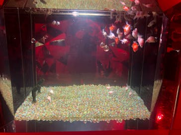 NARA KINGYO MUSEUMに投稿された画像（2025/12/30）