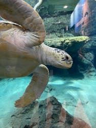 名古屋港水族館に投稿された画像（2025/12/30）