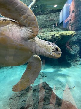 名古屋港水族館に投稿された画像（2025/12/30）