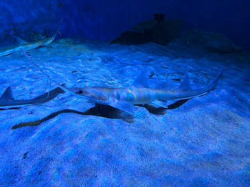 名古屋港水族館に投稿された画像（2025/12/30）