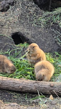 恩賜上野動物園に投稿された画像（2025/12/30）