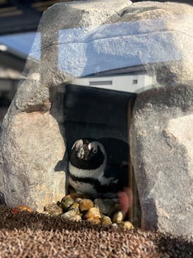 京都水族館に投稿された画像（2025/12/30）