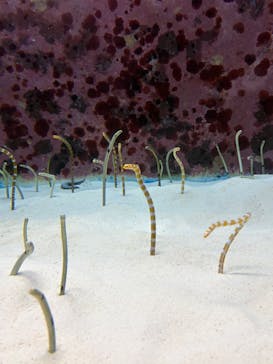沖縄美ら海水族館に投稿された画像（2025/12/30）