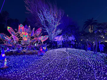 江の島シーキャンドルに投稿された画像（2025/12/30）