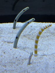 すみだ水族館に投稿された画像（2025/12/30）