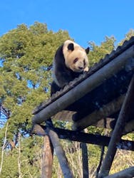 恩賜上野動物園に投稿された画像（2025/12/30）