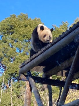 恩賜上野動物園に投稿された画像（2025/12/30）
