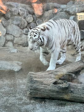 東武動物公園に投稿された画像（2025/12/30）