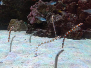 マクセル アクアパーク品川に投稿された画像（2025/12/30）