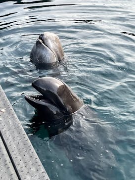 太地町立くじらの博物館に投稿された画像（2025/12/30）