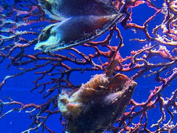 新江ノ島水族館に投稿された画像（2025/12/30）