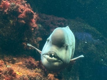 新江ノ島水族館に投稿された画像（2025/12/30）