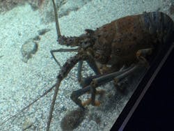 新江ノ島水族館に投稿された画像（2025/12/30）