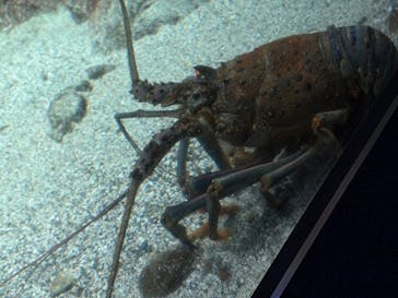 新江ノ島水族館に投稿された画像（2025/12/30）