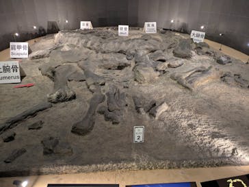 福井県立恐竜博物館に投稿された画像（2025/12/30）