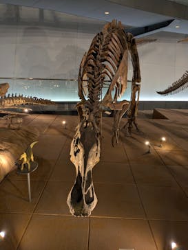 福井県立恐竜博物館に投稿された画像（2025/12/30）