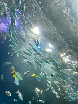 マクセル アクアパーク品川に投稿された画像（2025/12/31）