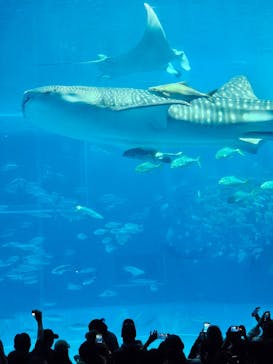 沖縄美ら海水族館に投稿された画像（2025/12/31）