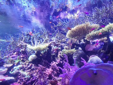 名古屋港水族館に投稿された画像（2025/12/31）
