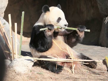 恩賜上野動物園に投稿された画像（2025/12/31）