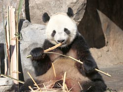 恩賜上野動物園に投稿された画像（2025/12/31）