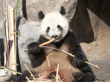 恩賜上野動物園に投稿された画像（2025/12/31）