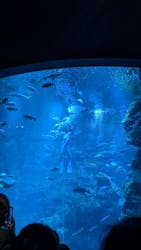 京都水族館に投稿された画像（2025/12/31）