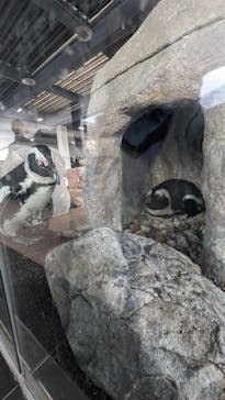 京都水族館に投稿された画像（2025/12/31）