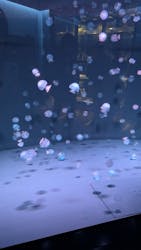 京都水族館に投稿された画像（2025/12/31）