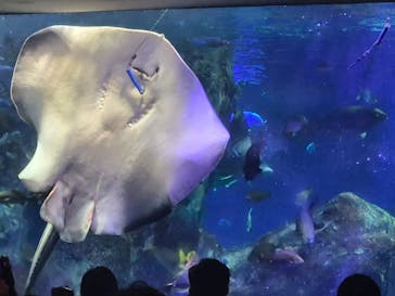 大分マリーンパレス水族館 「うみたまご」に投稿された画像（2025/12/31）