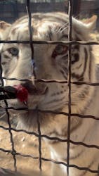 群馬サファリパークに投稿された画像（2025/12/31）