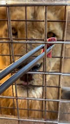 群馬サファリパークに投稿された画像（2025/12/31）