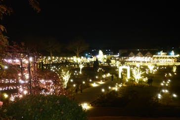 いばらきフラワーパークに投稿された画像（2025/12/31）