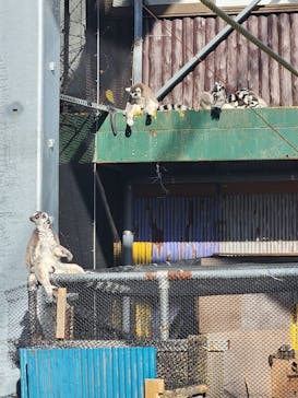 伊豆アニマルキングダムに投稿された画像（2025/12/31）