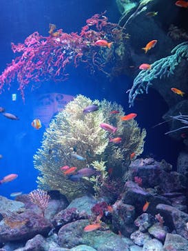 マリンワールド海の中道に投稿された画像（2025/12/31）