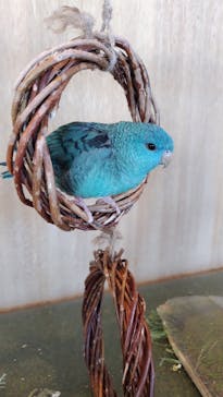 Moff animal cafe 小田原ダイナシティ店に投稿された画像（2025/12/31）