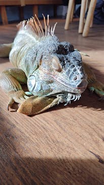 Moff animal cafe 小田原ダイナシティ店に投稿された画像（2025/12/31）