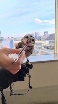 Moff animal cafe 小田原ダイナシティ店に投稿された画像（2025/12/31）