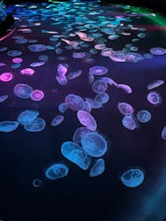 すみだ水族館に投稿された画像（2025/12/31）