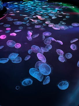 すみだ水族館に投稿された画像（2025/12/31）