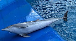 大分マリーンパレス水族館 「うみたまご」に投稿された画像（2025/12/31）