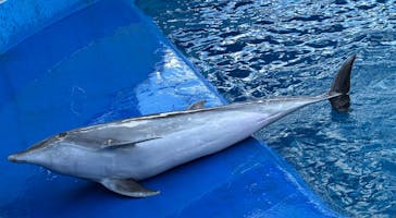 大分マリーンパレス水族館 「うみたまご」に投稿された画像（2025/12/31）
