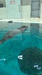 大分マリーンパレス水族館 「うみたまご」に投稿された画像（2025/12/31）