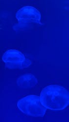 大分マリーンパレス水族館 「うみたまご」に投稿された画像（2025/12/31）