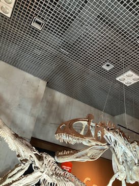 特別展「大絶滅展―生命史のビッグファイブ」に投稿された画像（2025/12/31）