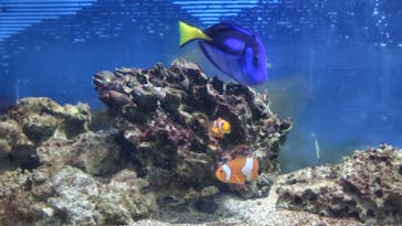 あわしまマリンパークに投稿された画像（2025/12/31）