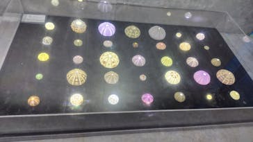 あわしまマリンパークに投稿された画像（2025/12/31）