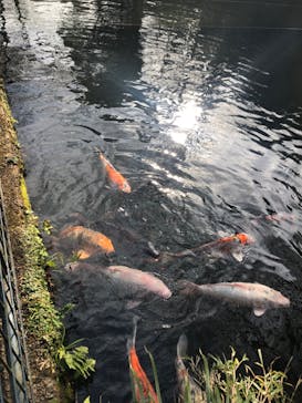 彫刻の森美術館に投稿された画像（2025/12/31）