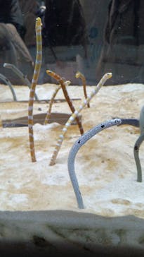 京都水族館に投稿された画像（2025/12/31）