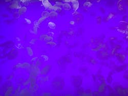 アクアワールド茨城県大洗水族館に投稿された画像（2025/12/31）